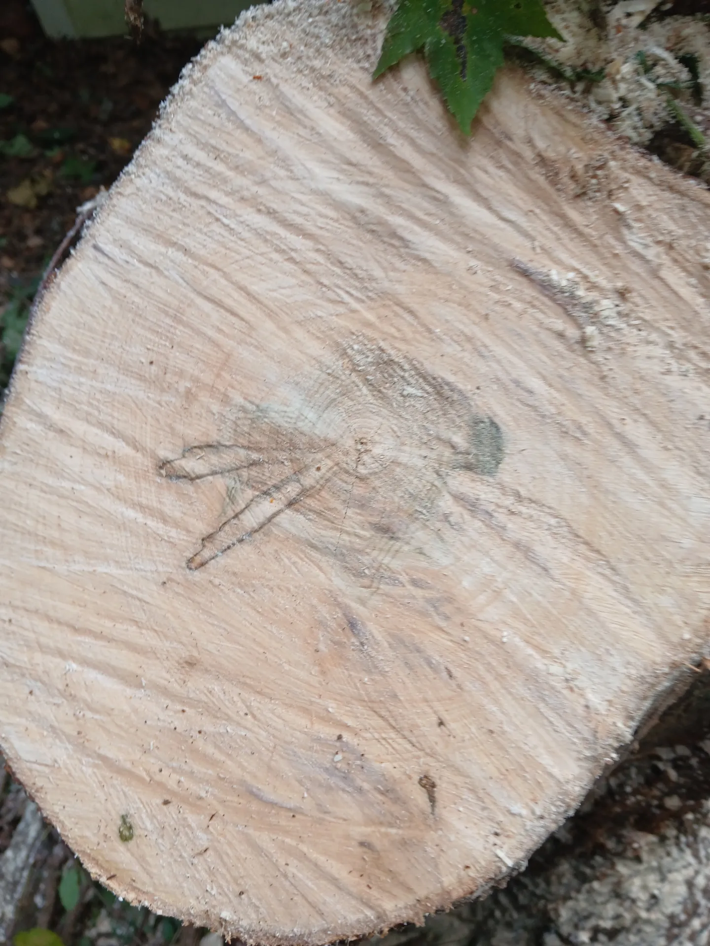 Fresh-cut stump showing tight, clean growth rings