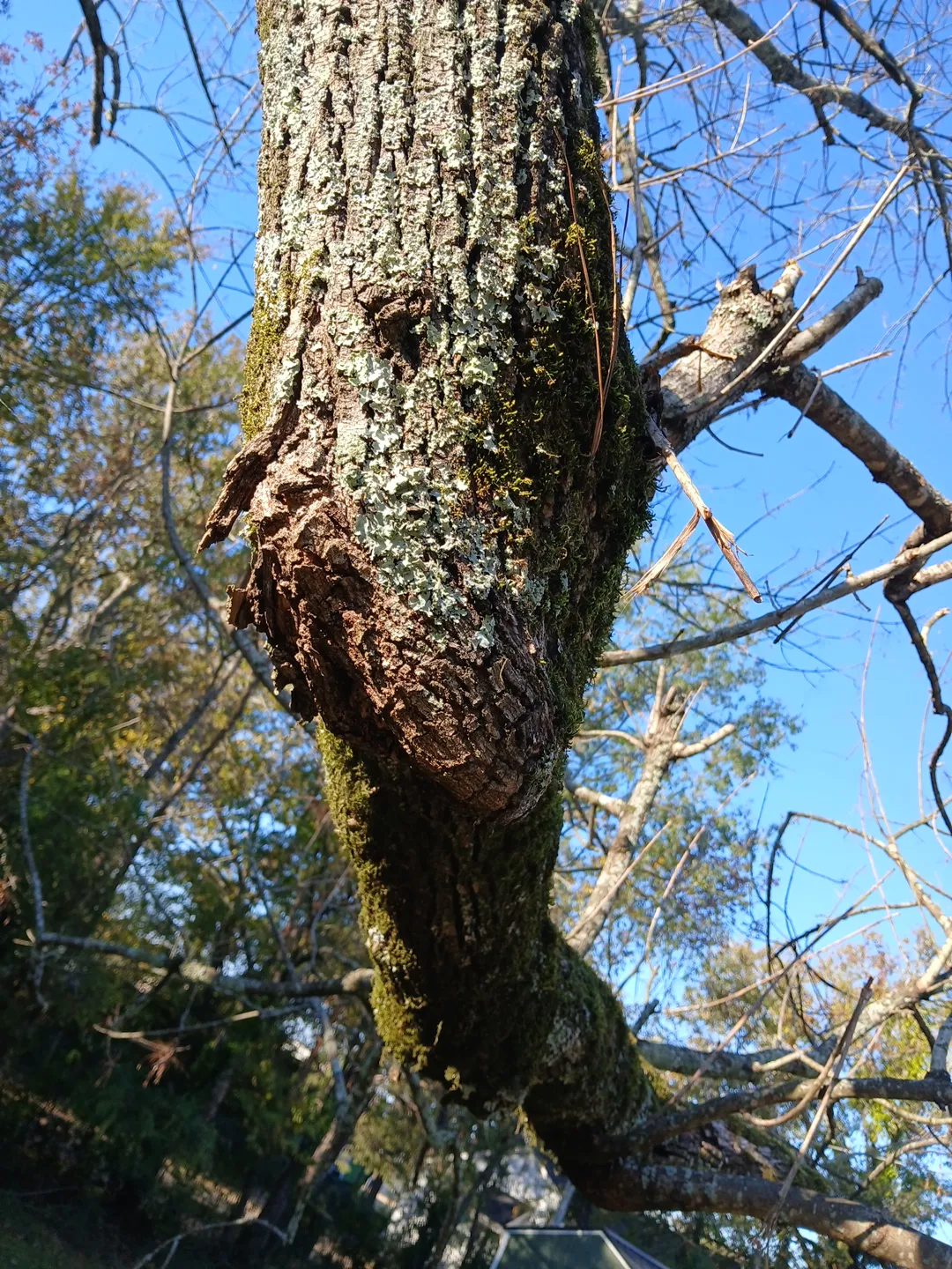 Oak trunk with a large burl-and-canker defect flagged for treatment