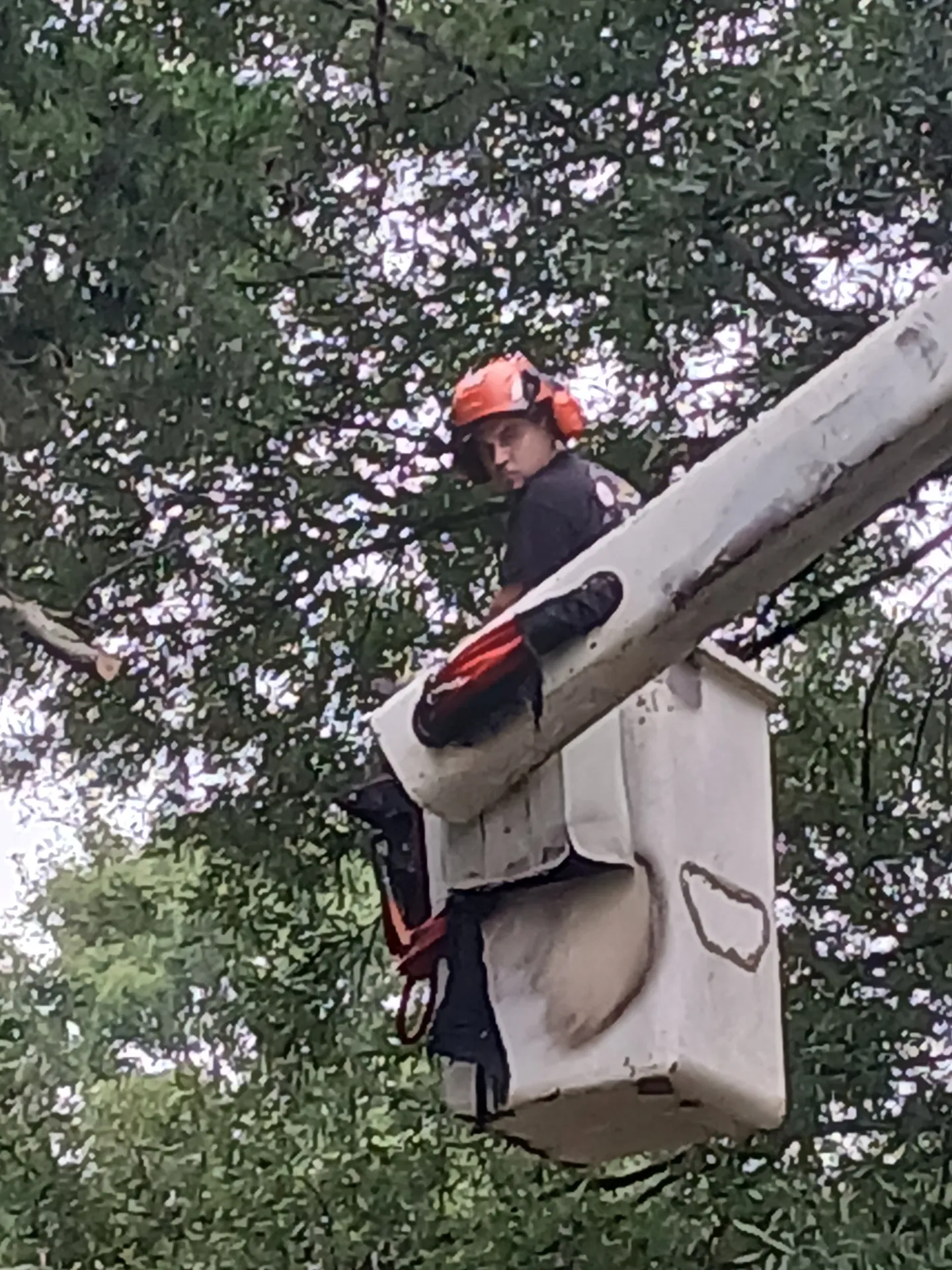 Arborist in the bucket lifting a chainsaw to a branch overhead