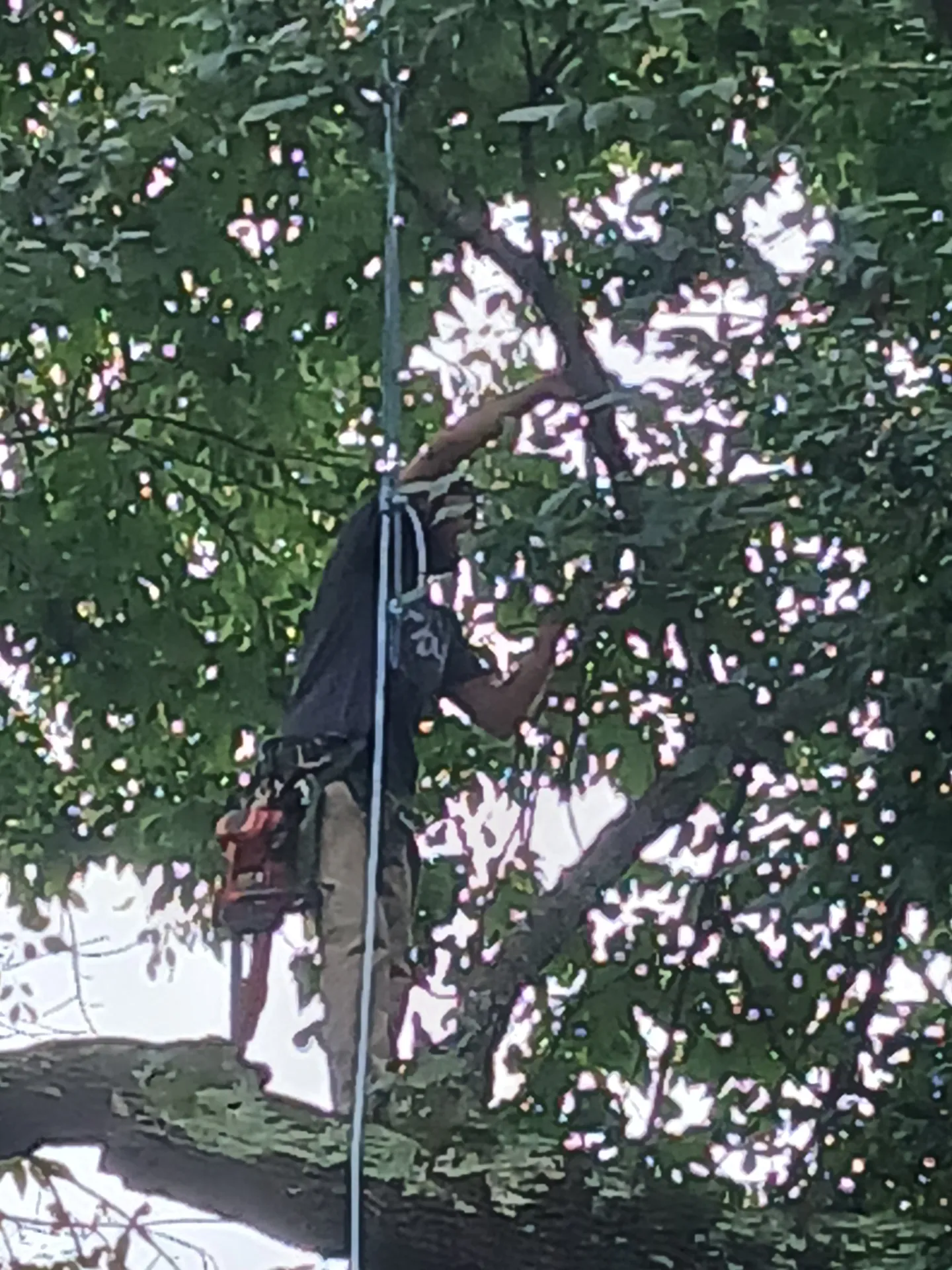 Climber ascending a hardwood with rope and chainsaw on his saddle