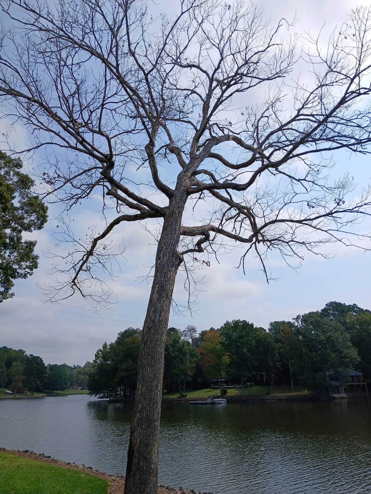 Standing dead hardwood on a residential lakefront — candidate for removal