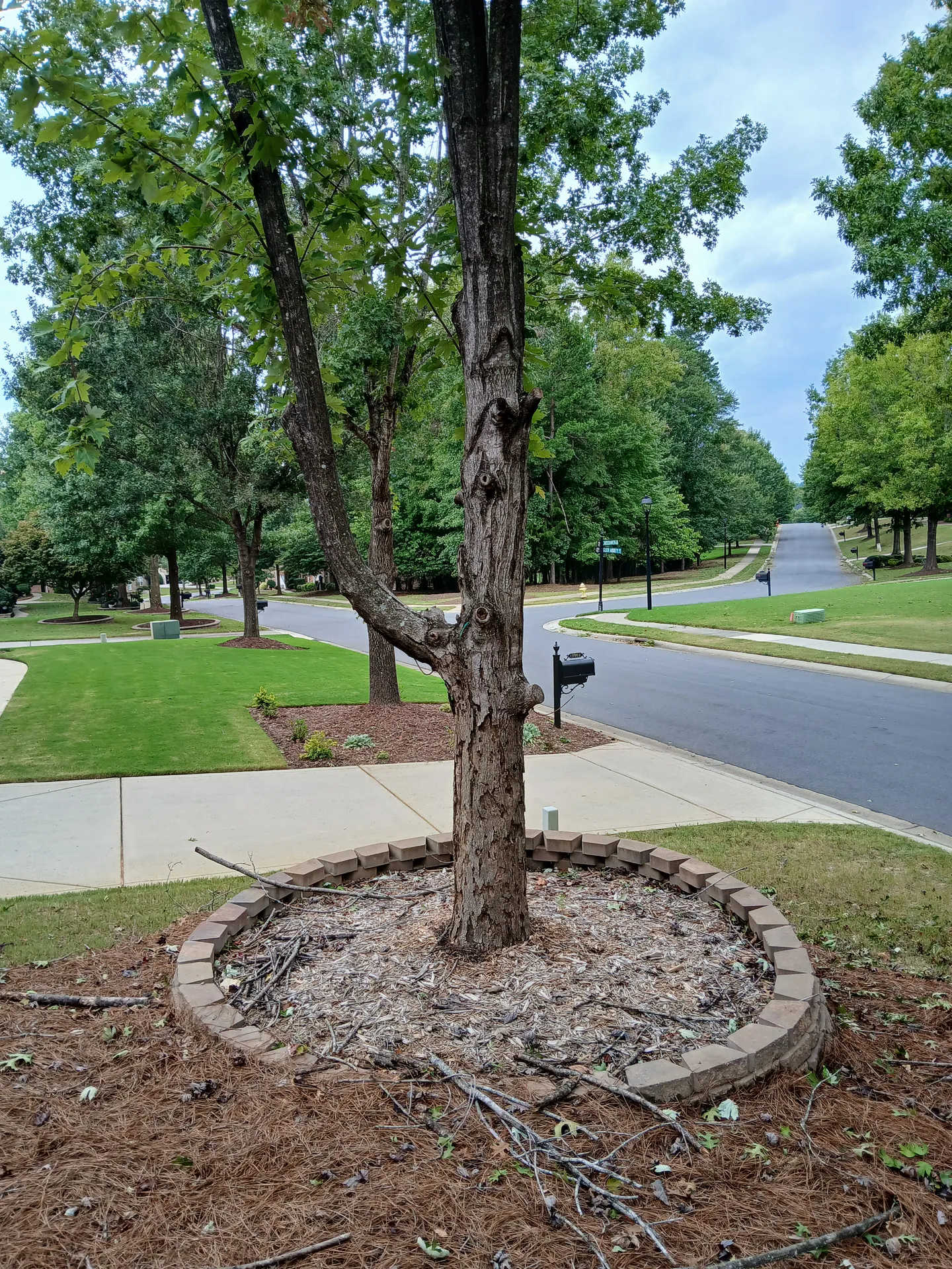Mature hardwood with trunk damage being assessed in a neighborhood island