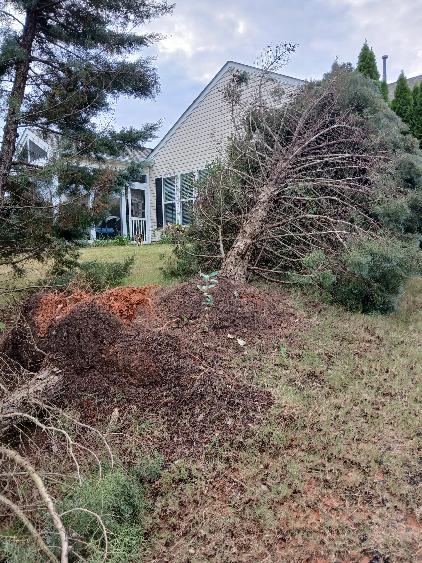 Pine toppled by storm winds across a residential lawn