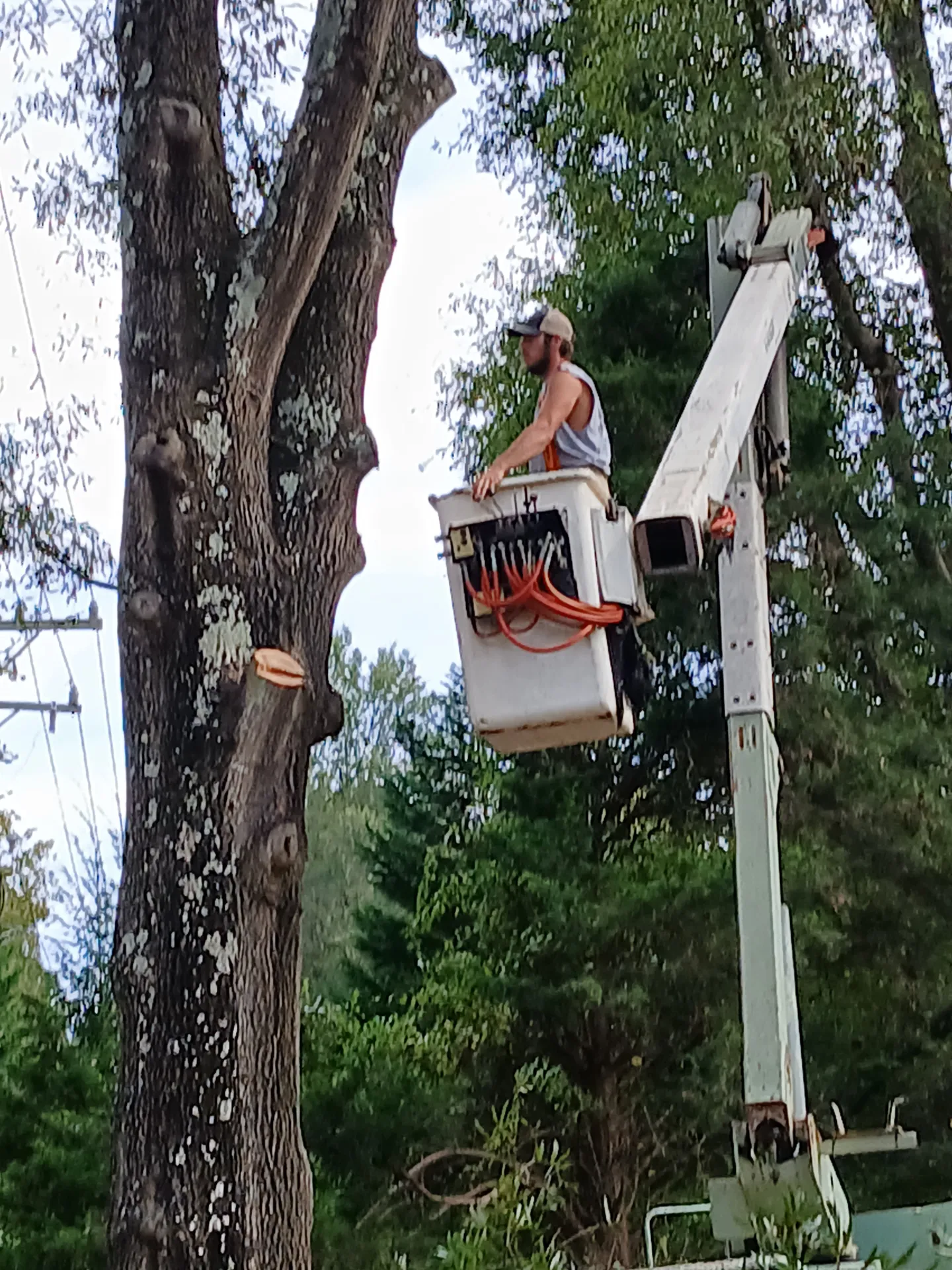 Aerial bucket lift operator working near a hardwood near power lines