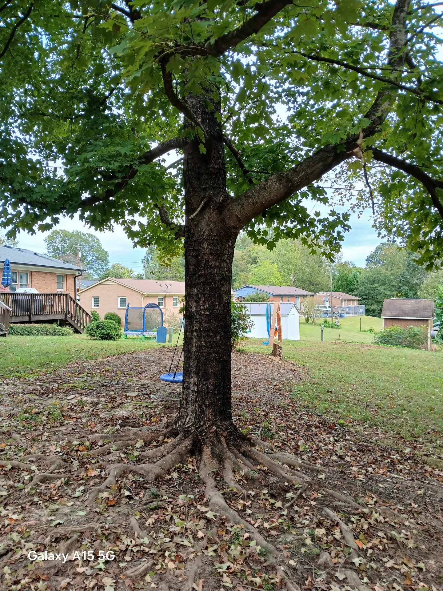 Mature oak with exposed surface roots in a residential backyard