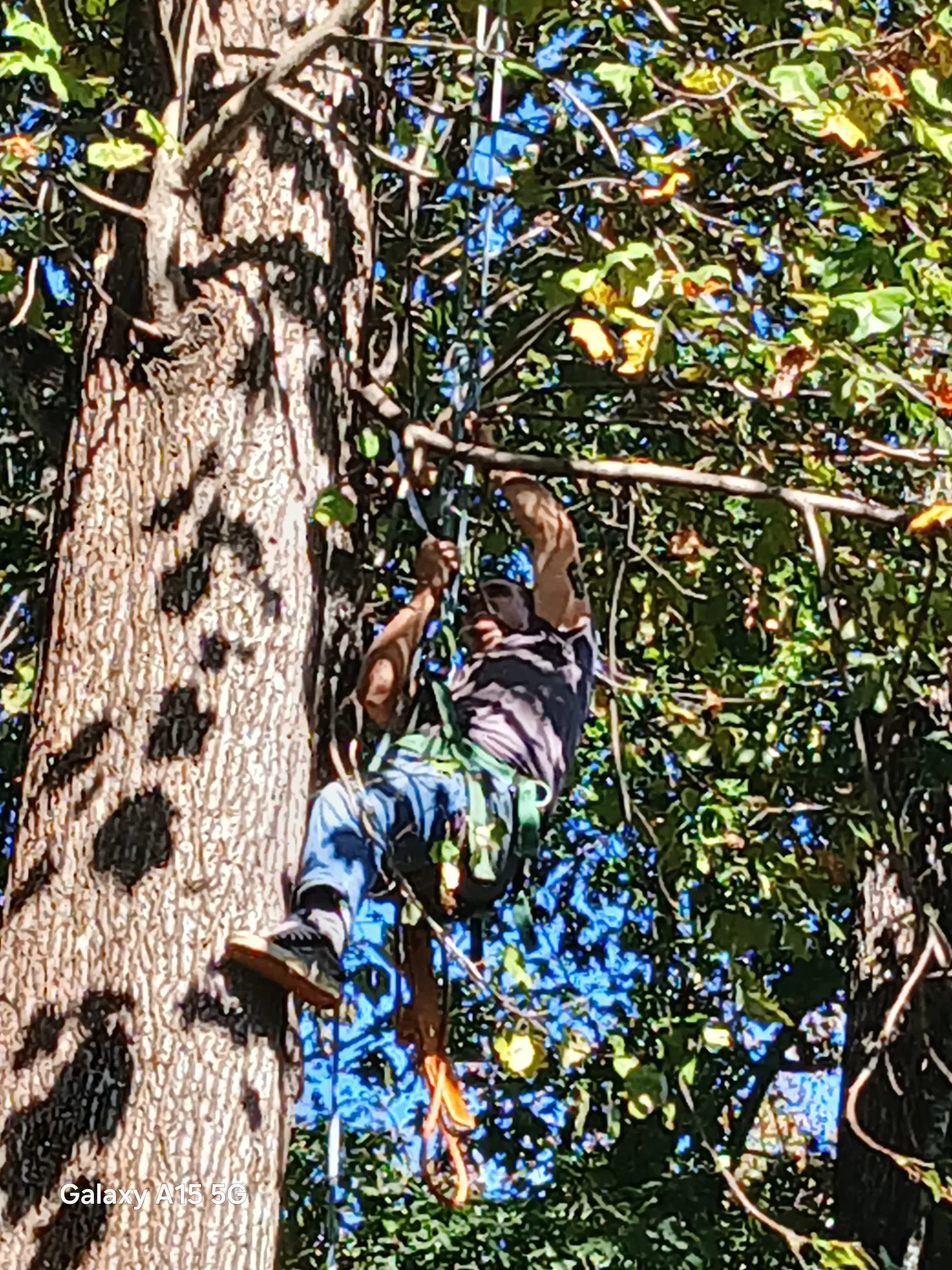 Arborist climbing an oak trunk on rope, chainsaw clipped to his harness