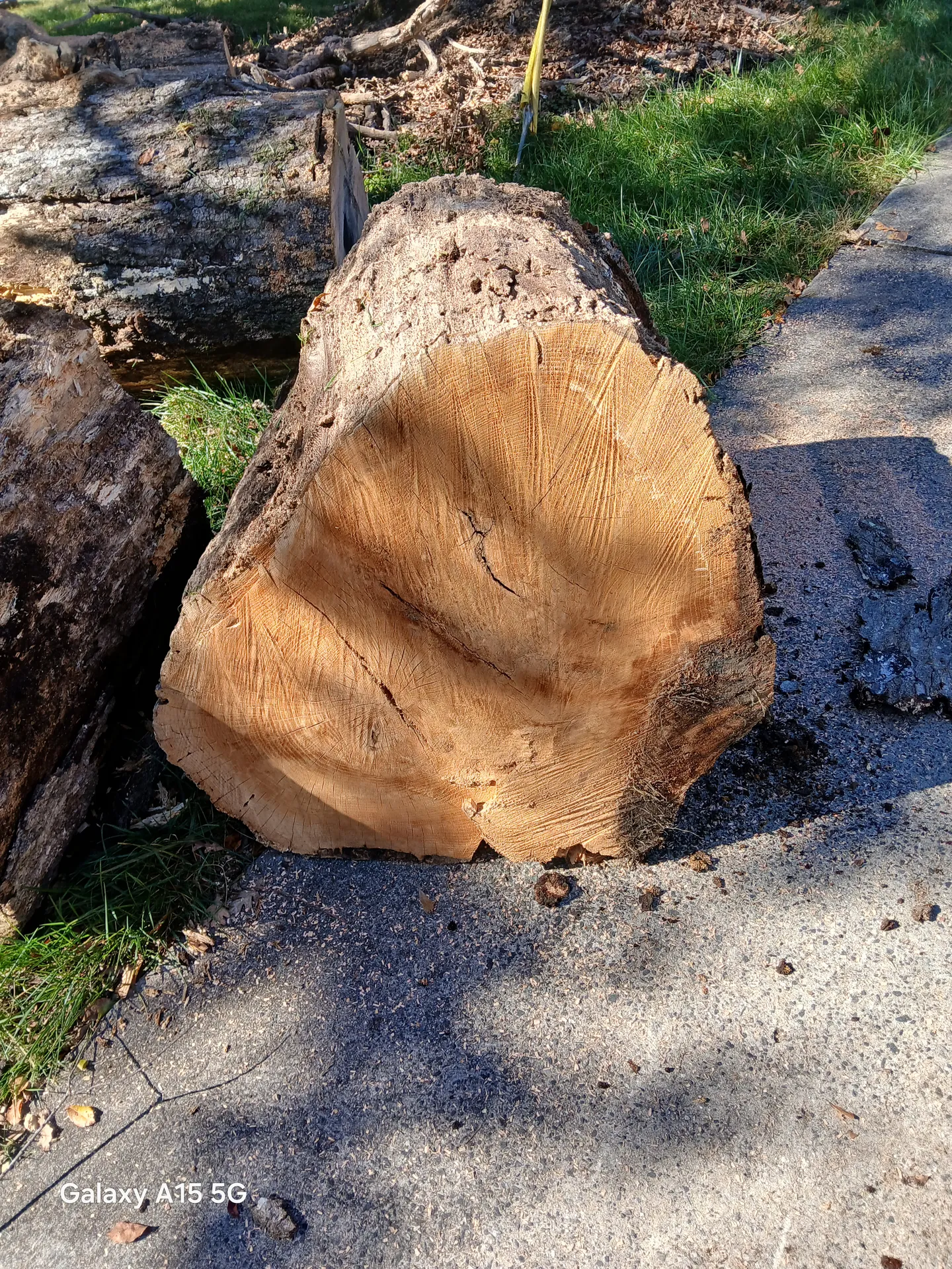 Cross-section of a large hardwood log on the curb after a removal