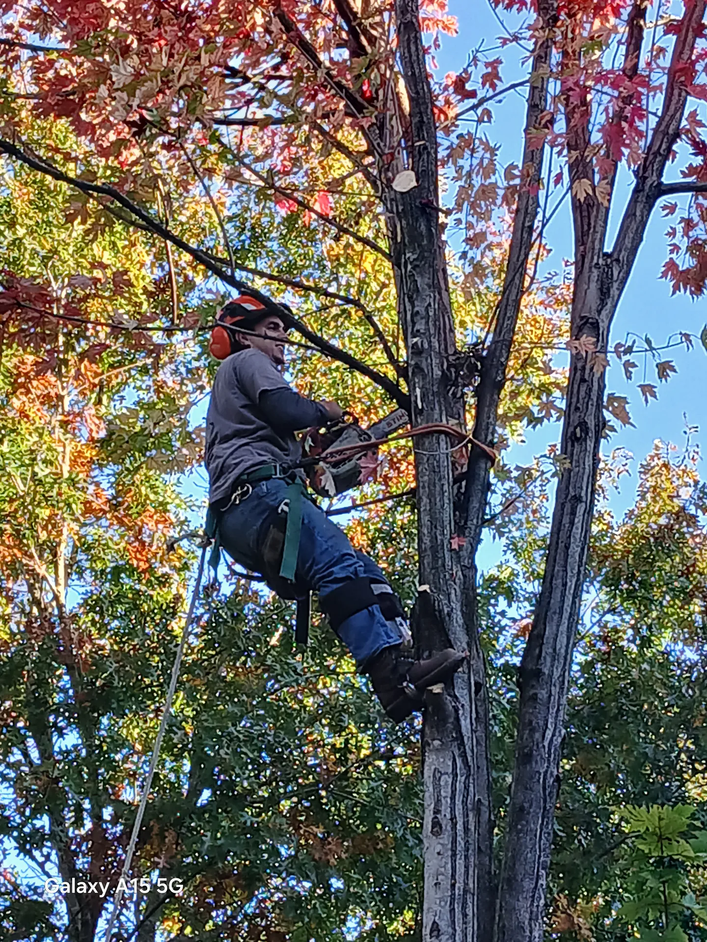 Arborist in PPE pruning a maple with a chainsaw, fall foliage around