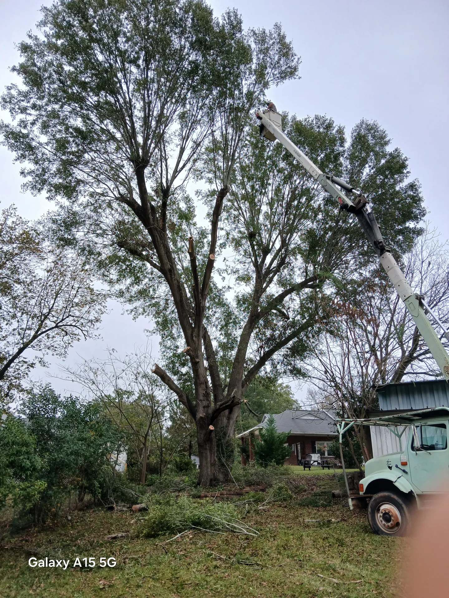 Bucket truck reaching into a massive oak canopy for a full removal