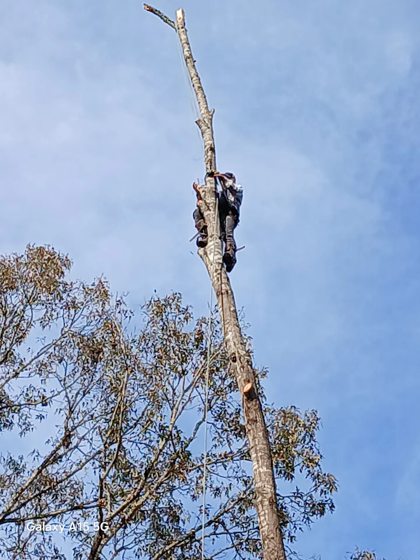 Certified climber high on a stripped trunk during a controlled takedown