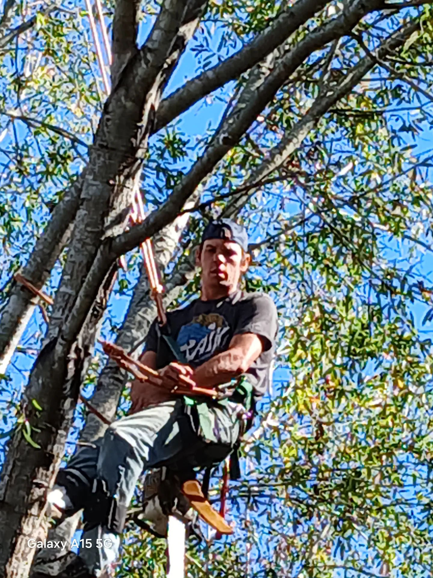 Climber working a rigging line from inside a leafless canopy