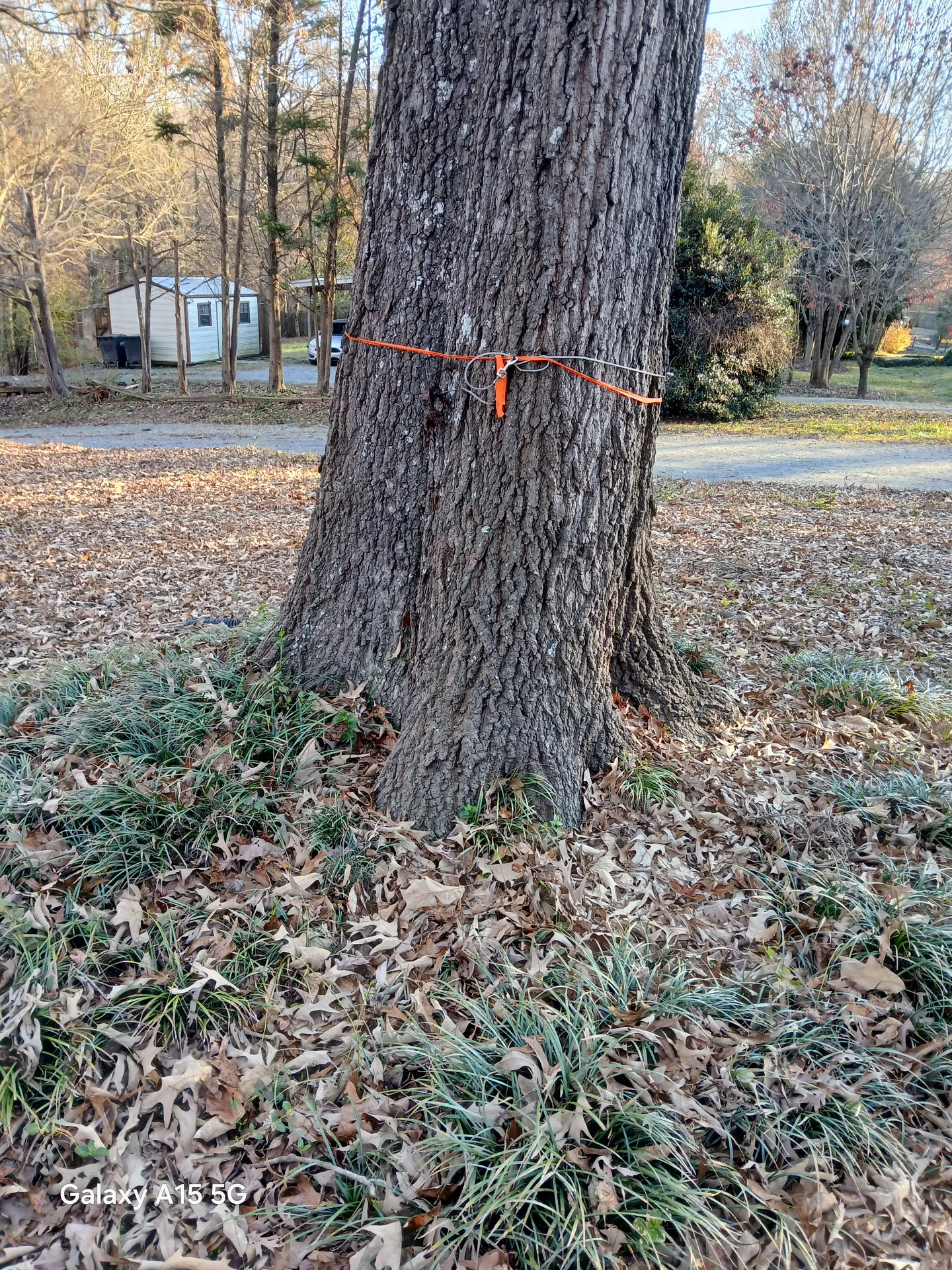 Marked oak trunk in winter — work order flagged with hi-vis tape