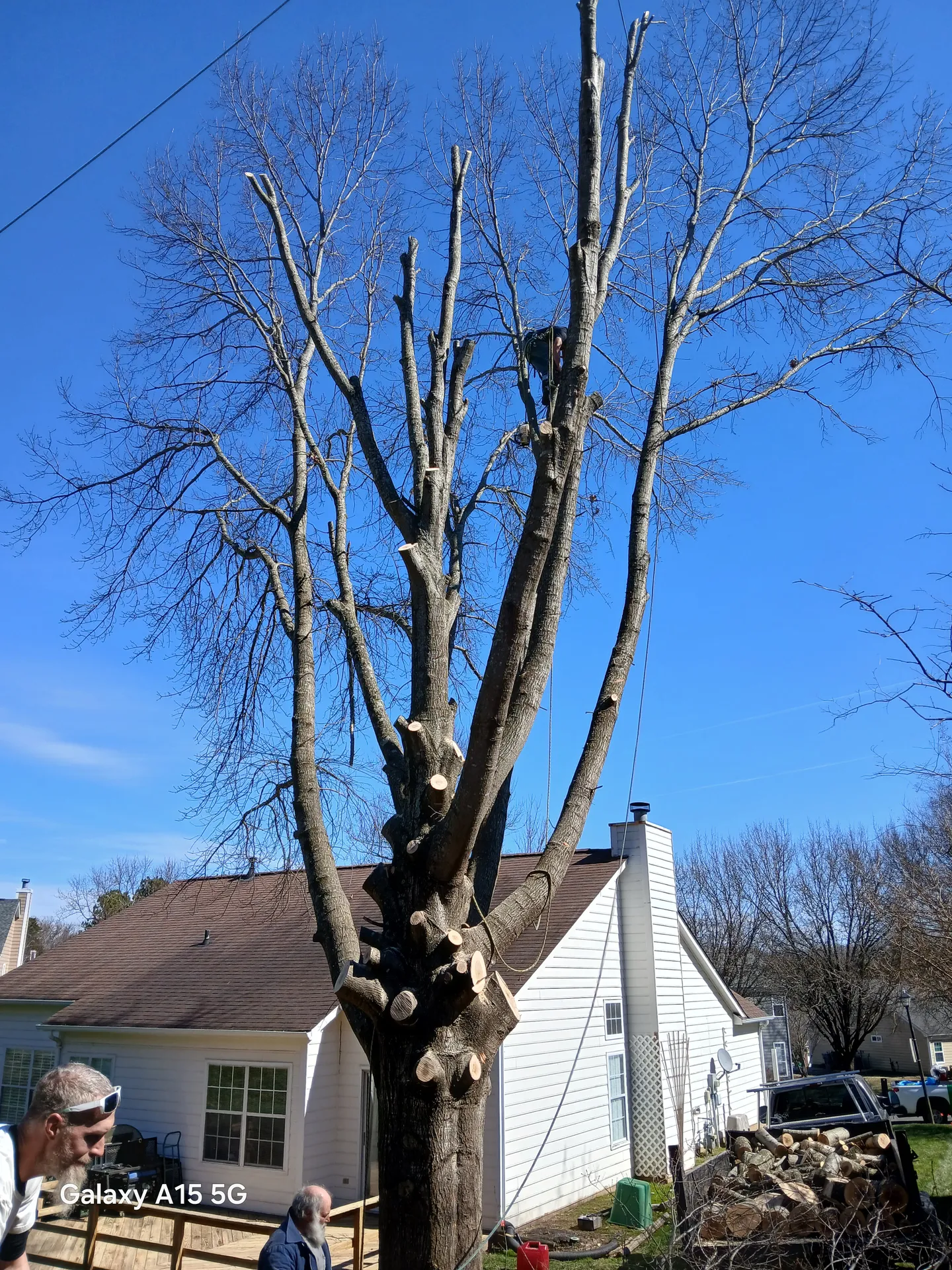 Large hardwood after a topping cut, sectioned back over the house