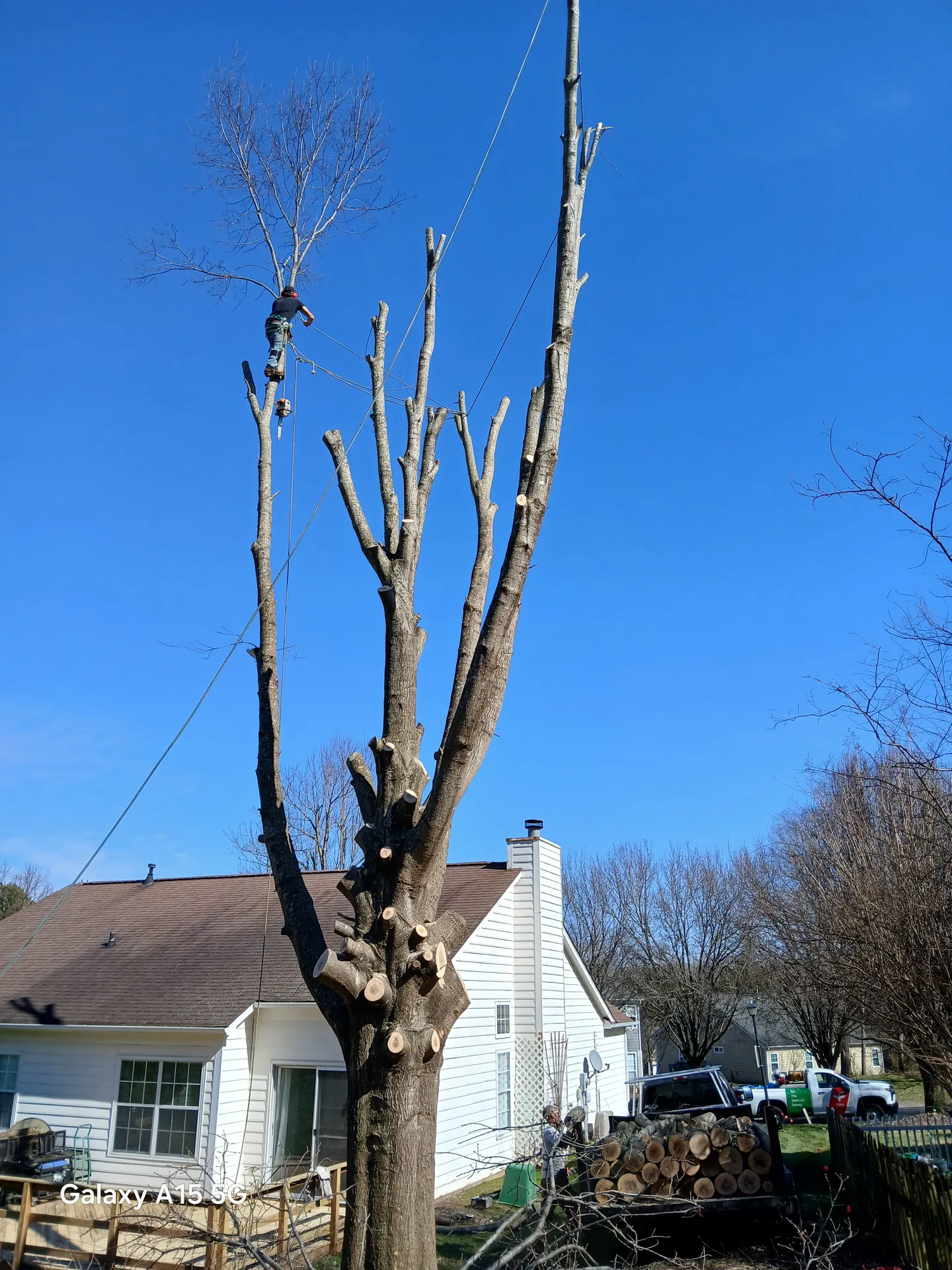 Climber sectioning a topped hardwood beside a residence