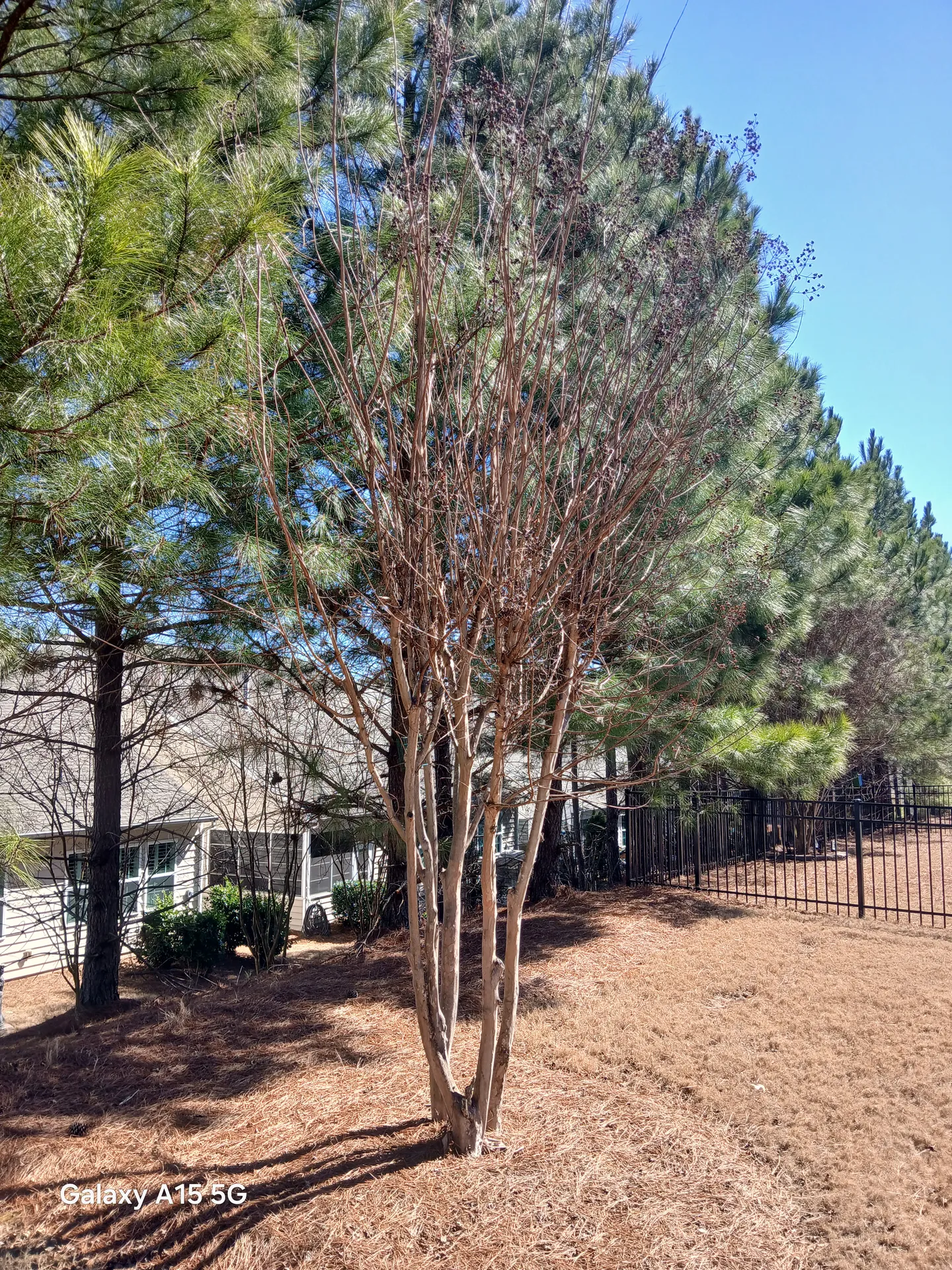 Crepe myrtles before late-winter shaping cuts