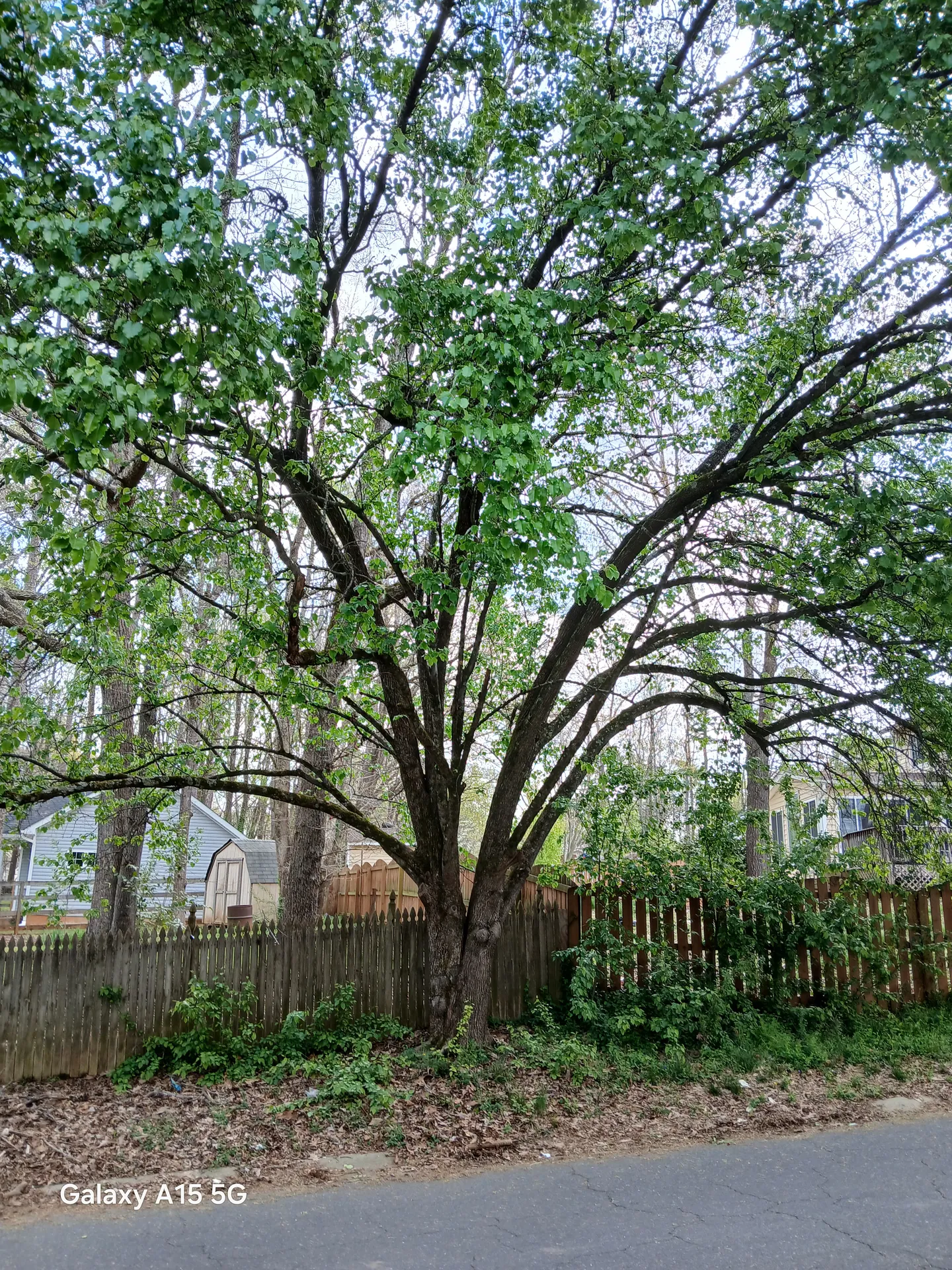 Mature flowering hardwood retained after careful crown thinning