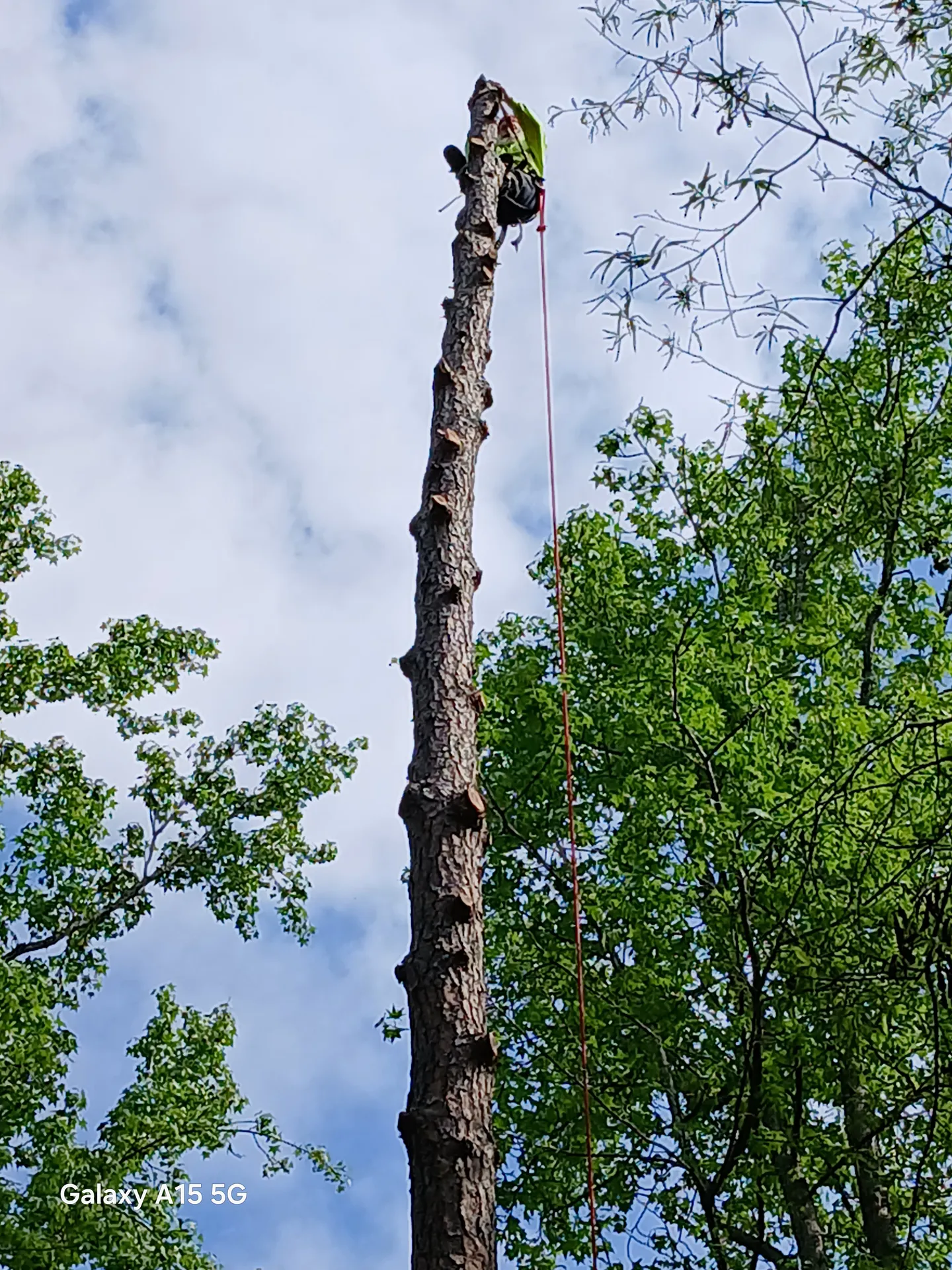 Climber high on a tall pine spar, framed against a partly cloudy sky