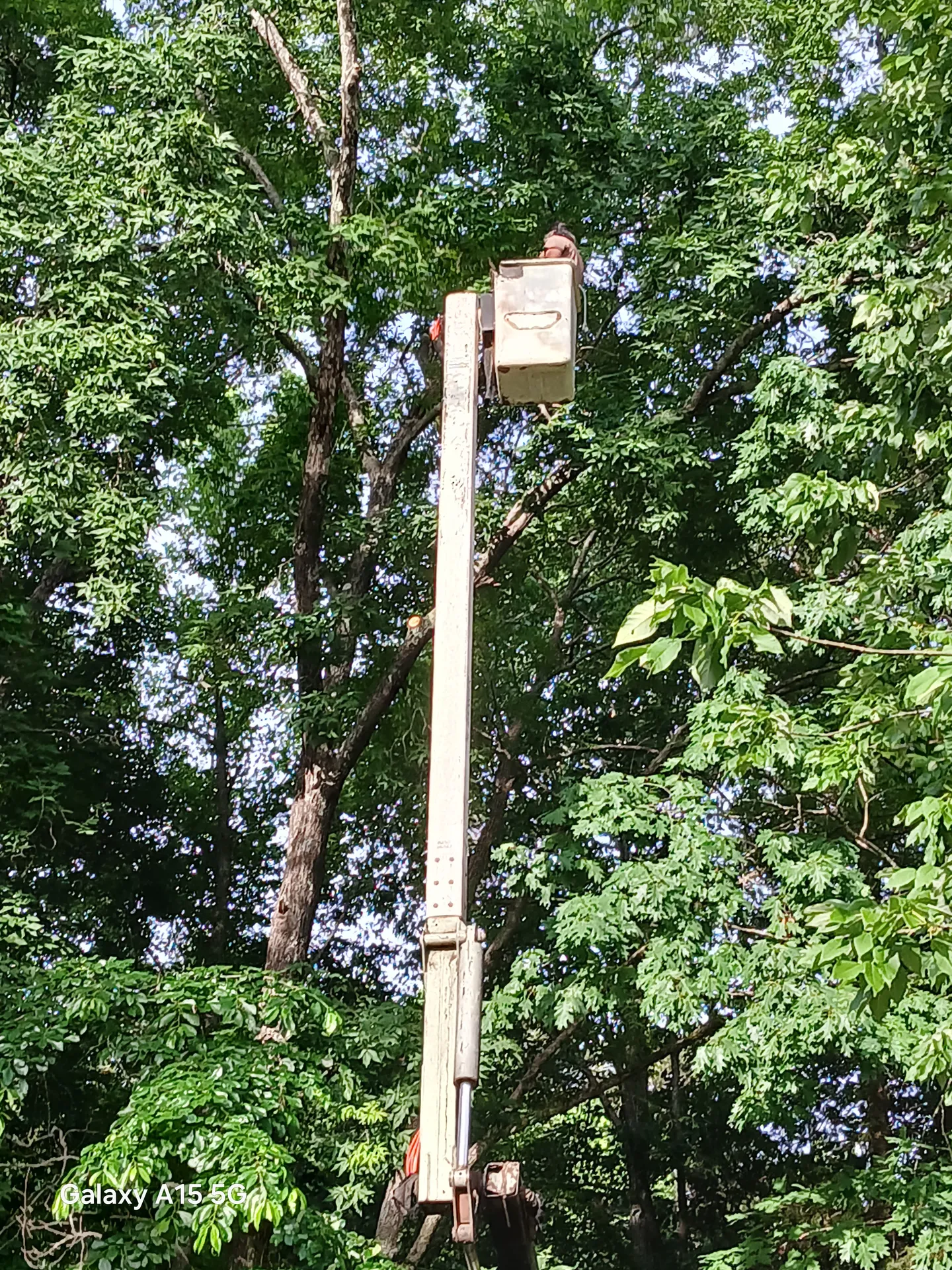 Boom truck bucket extended deep into a leafy canopy