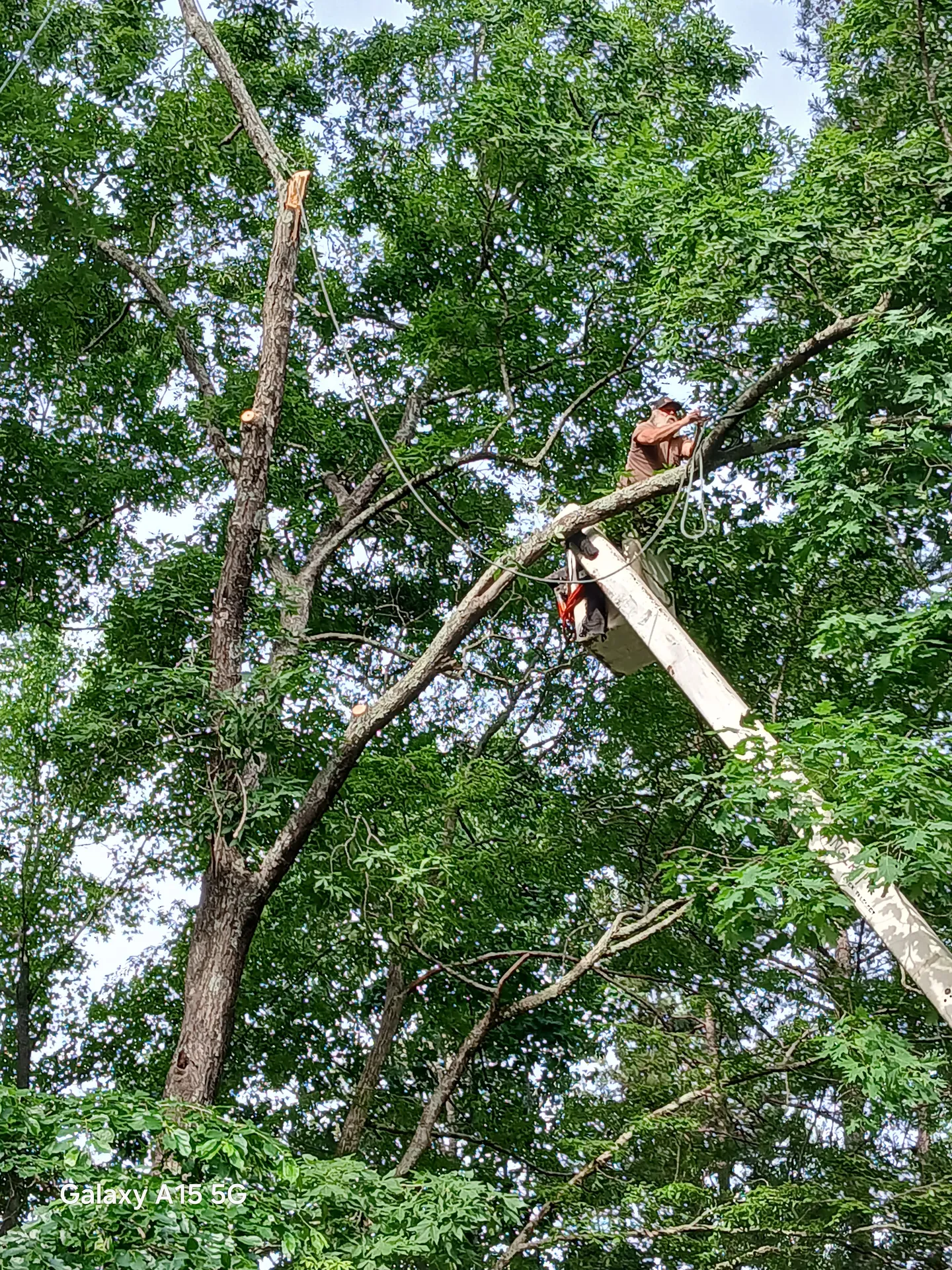 Bucket operator working inside a hardwood canopy, branches above and below