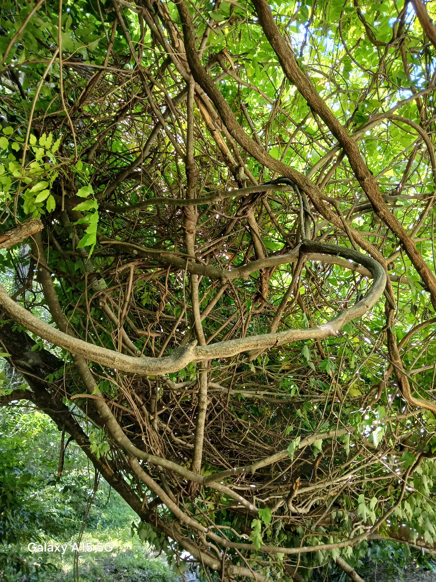 Dense vine-tangled canopy needing reclamation work