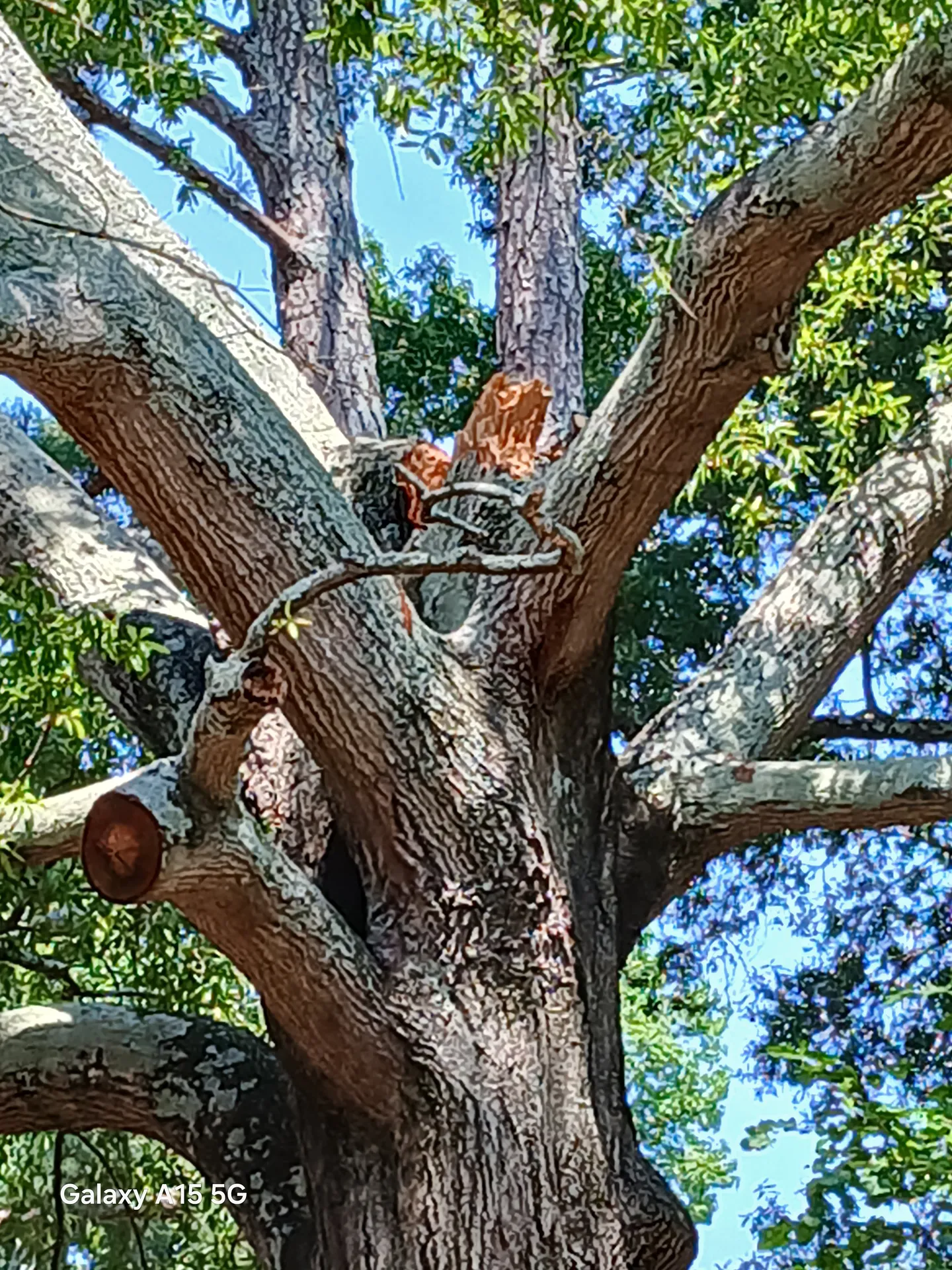 Wide oak crotch and main scaffolds viewed from below by a climber