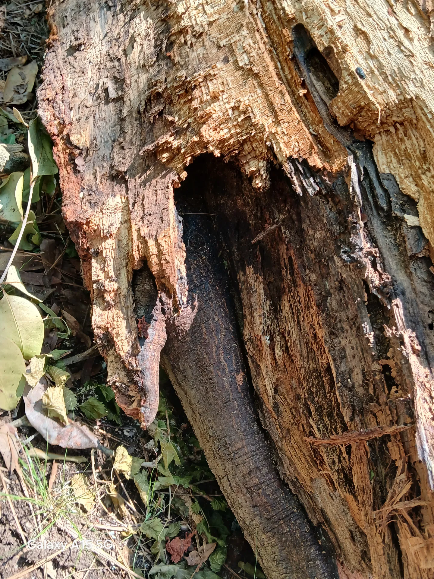 Hollowed, decayed base of an old hardwood — internal rot exposed