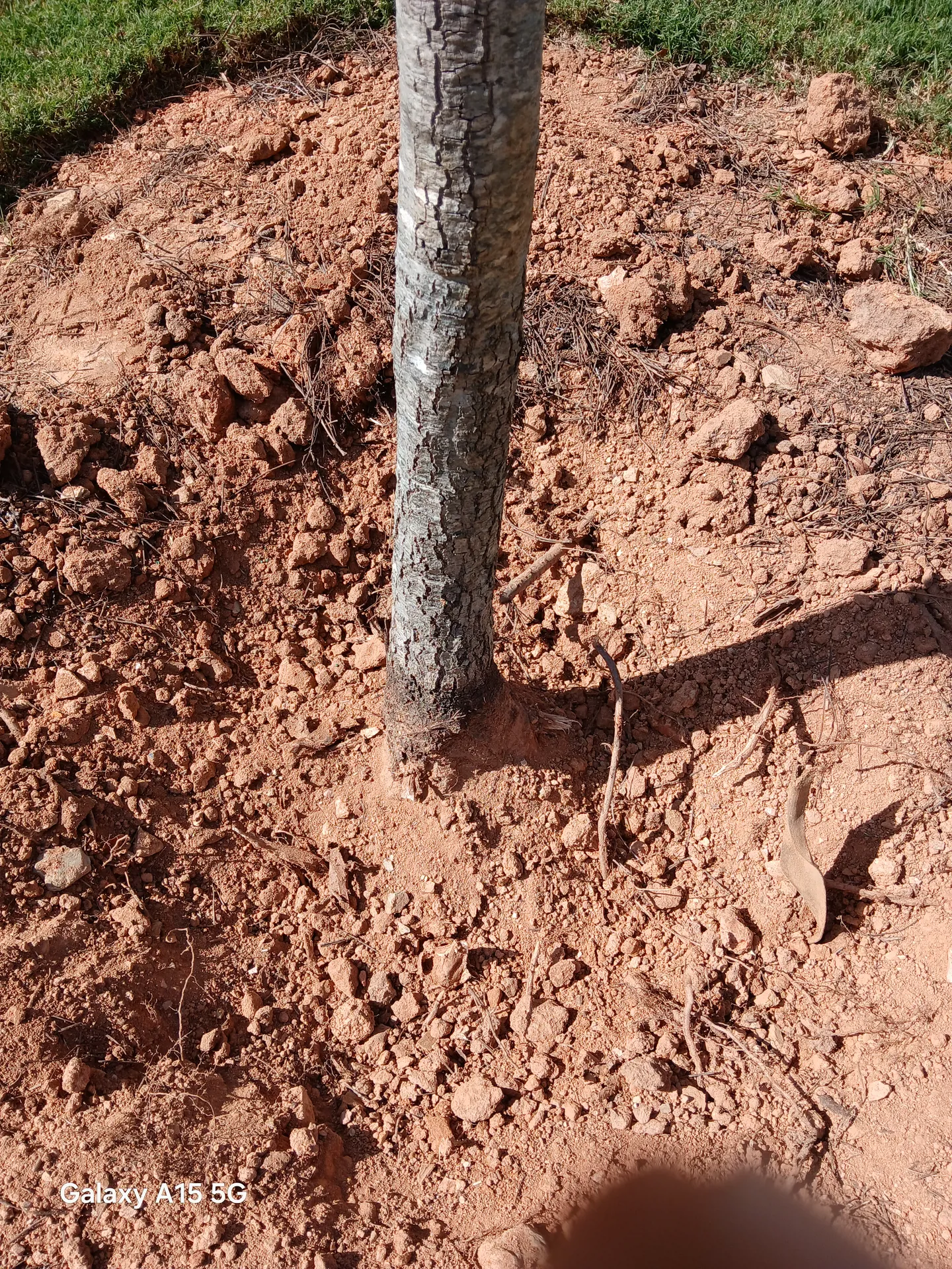 Newly transplanted tree settled at grade in fresh soil