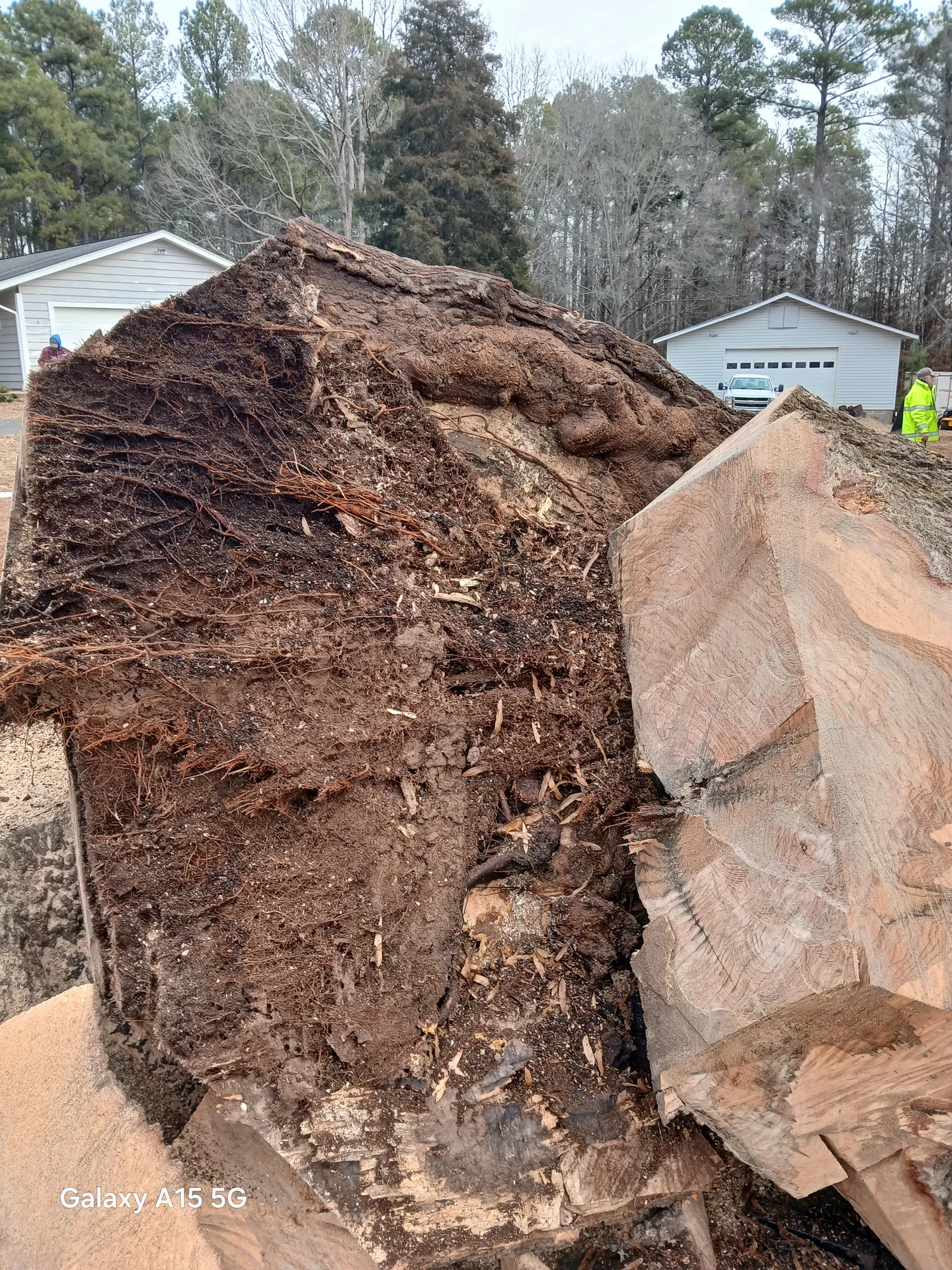 Excavated stump and root ball after a complete removal