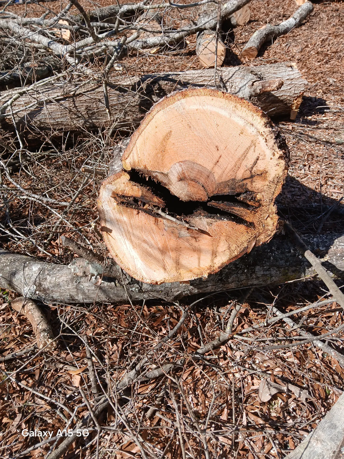 Large hardwood section dropped clean in the work zone