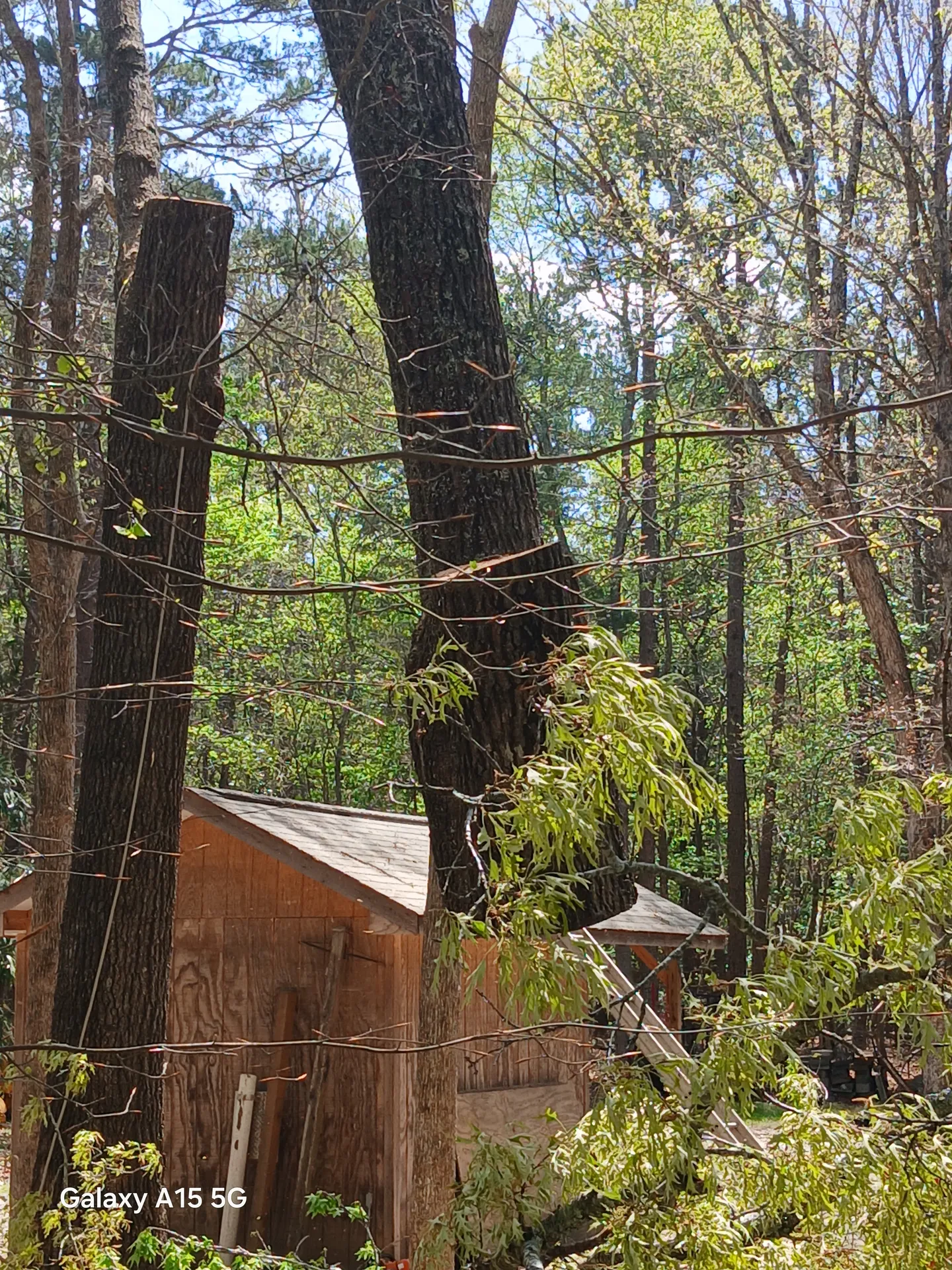Pair of large hardwoods topped to safe height beside a backyard shed