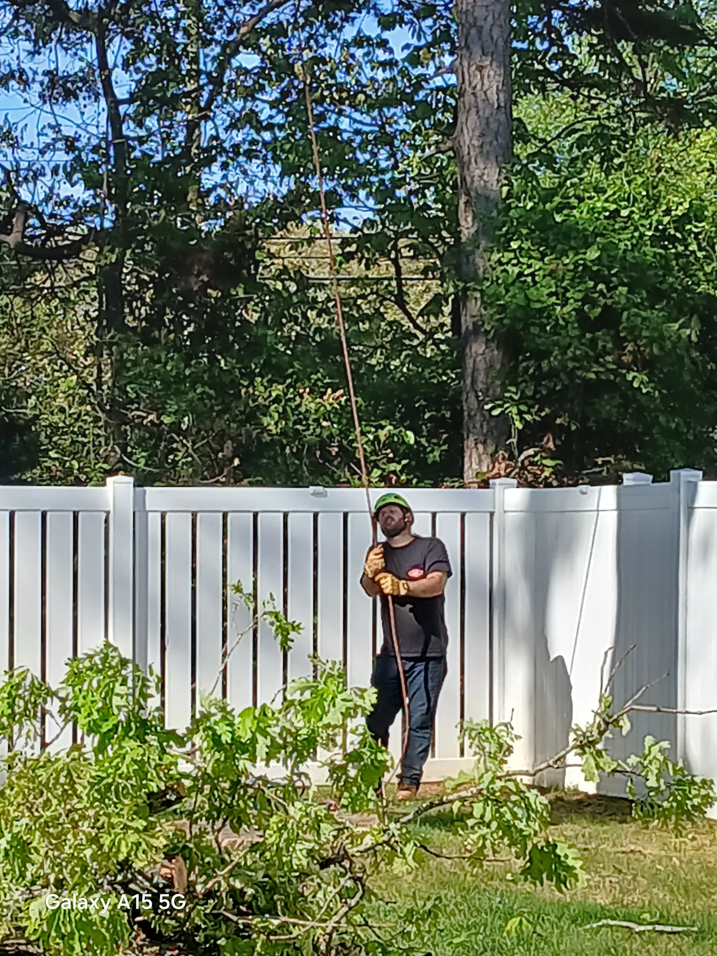 Crew member working a pole saw along a fence line, fresh trimmings on the lawn