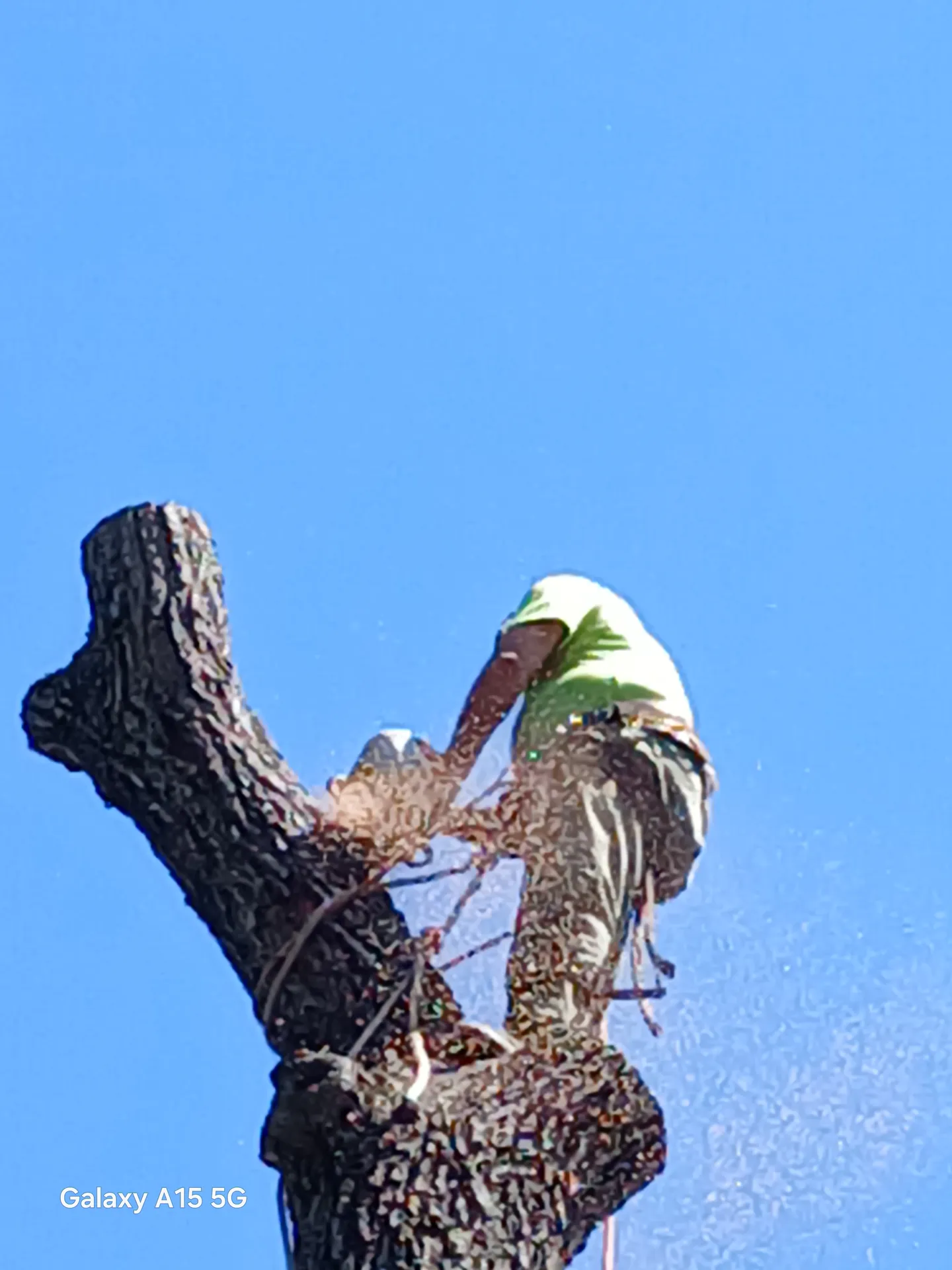 Climber on a storm-broken spar against a deep blue sky