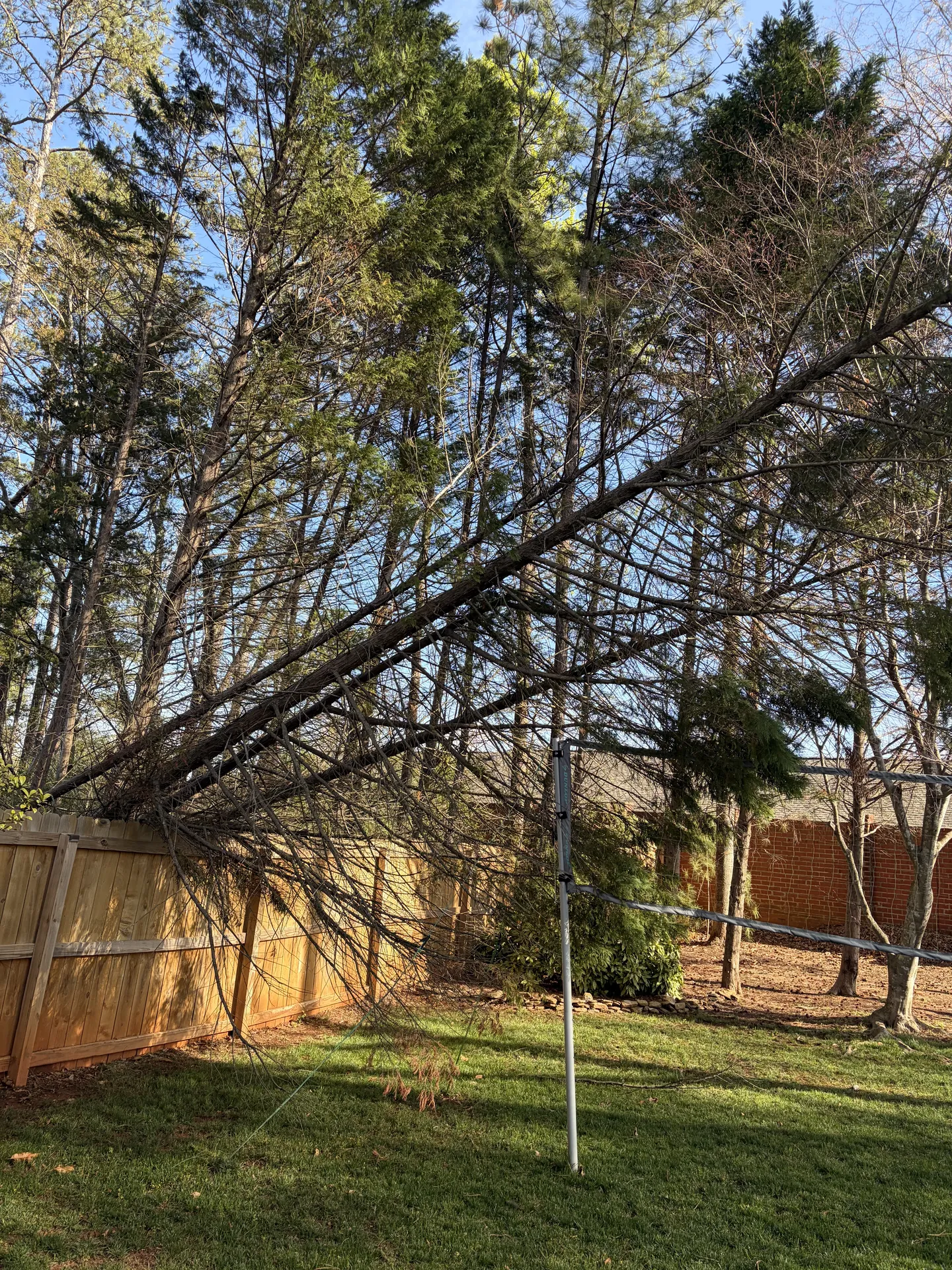 Storm-leaning pine resting on a residential fence line